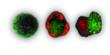 3D Biomatrix™ Releases White Paper on 3D Cell Culture as An...